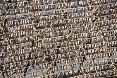 stockfish