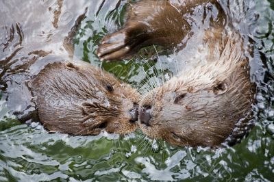 otters