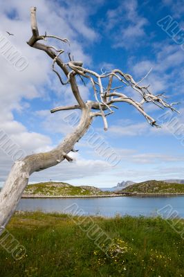 dry tree