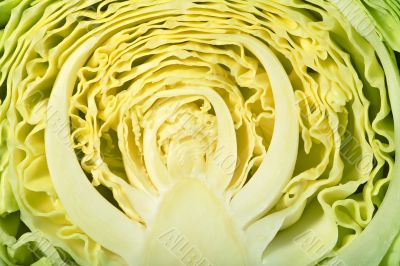 cabbage