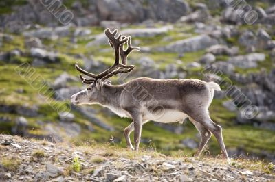 deer