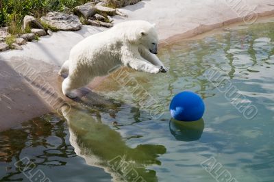 jumping polar bear