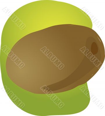 Kiwi fruit illustration