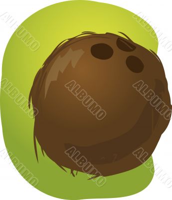 Coconut illustration