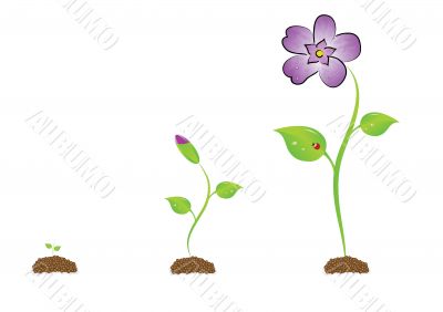 The isolated sprout with a violet.
