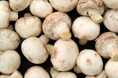 Mushroom background