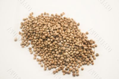 Coriander