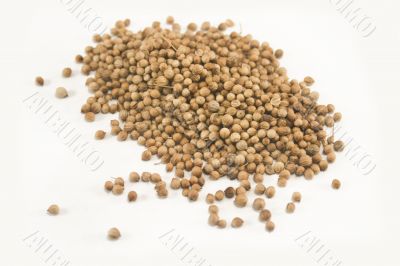 Coriander