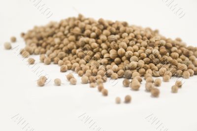 Coriander