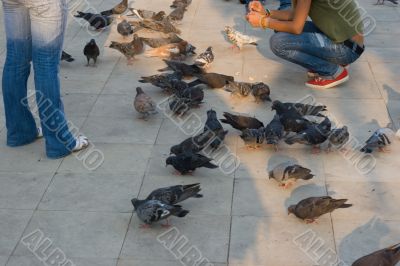 Feeding the pigeons