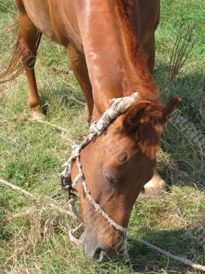 Young horse
