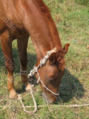 Young horse