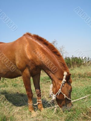Young horse