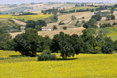 Marche - Landscape with sunflowers