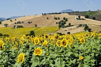 Marche - Landscape at summer