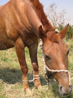 Young horse