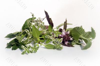 Fresh herbs on white