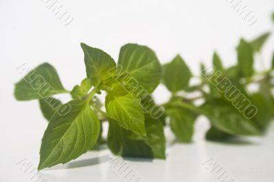 Basil