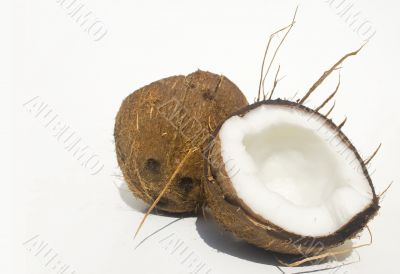 Coconut