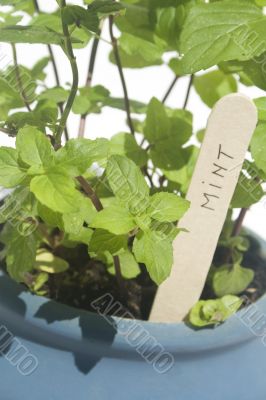 Potted mint