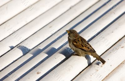 Sparrow on a bench