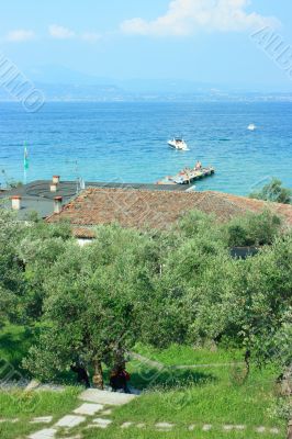 Olives in Sirmione