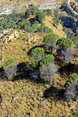 Pines of Aspromonte