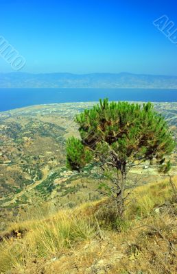 Pine of Aspromonte