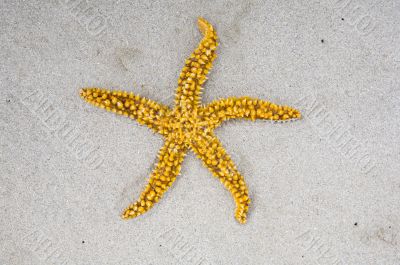 Star of sea