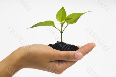 Hand holding seedling