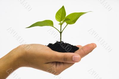 Hand holding seedling