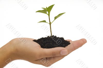 Hand holding seedling