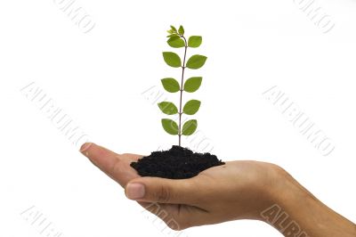Hand holding seedling