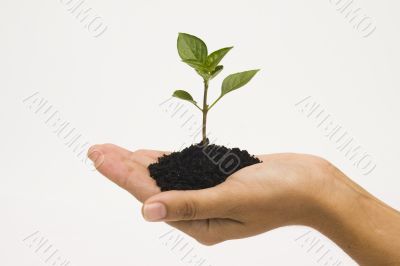 Hand holding seedling