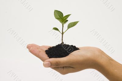 Hand holding seedling