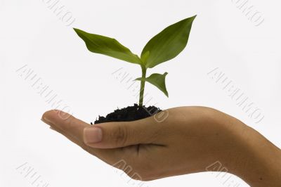 Hand holding seedling