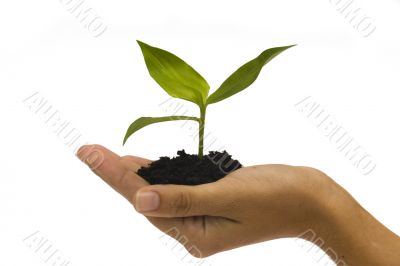 Hand holding seedling