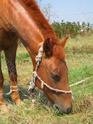 Young horse