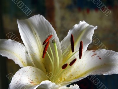 White lily