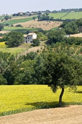 Marche - Landscape at summer