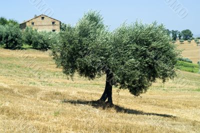 Marche - Landscape