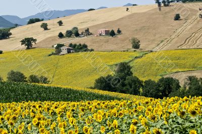 Marche - Landscape with sunflowers