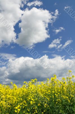 Yellow Meadow Flowers