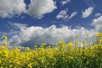 Yellow Meadow Flowers