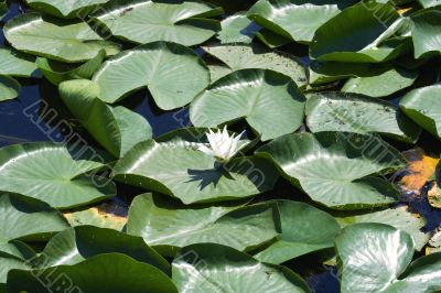 Background picture of morass with water lily
