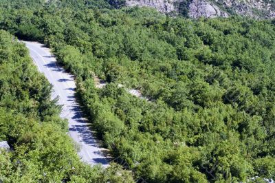 A road in the mountains with the growing trees on it