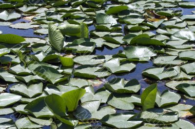 Background picture of morass with water lilies