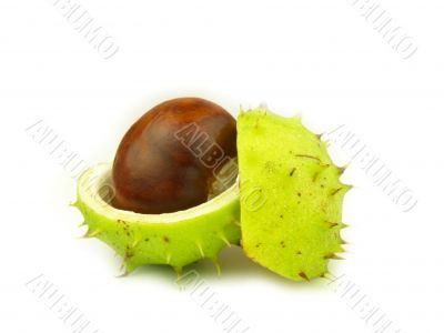 chestnut very close