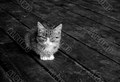 Kitten