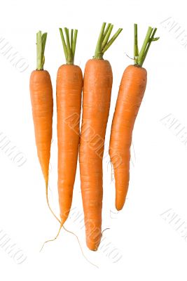 Fresh carrots on white